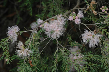 APII jpeg image of Melaleuca thymifloia 'Pink Lace'  © contact APII