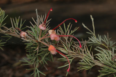 APII jpeg image of Grevillea batrachioides  © contact APII