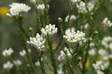 APII jpeg image of Ozothamnus tuckeri  © contact APII