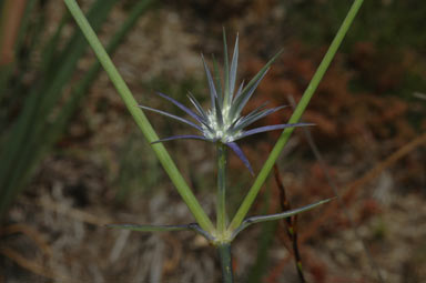 APII jpeg image of Eryngium rostratum  © contact APII