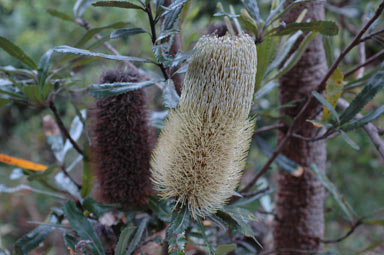 APII jpeg image of Banksia serrata  © contact APII