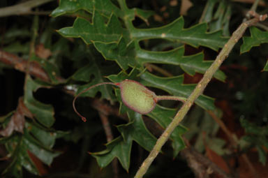 APII jpeg image of Grevillea bipinnatifida  © contact APII