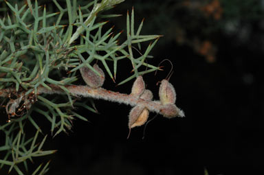 APII jpeg image of Grevillea paradoxa  © contact APII