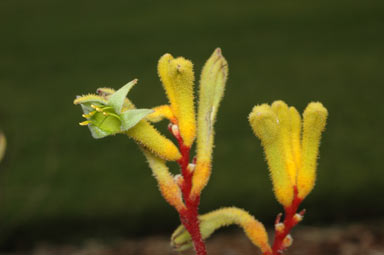 APII jpeg image of Anigozanthos 'Bush Haze'  © contact APII