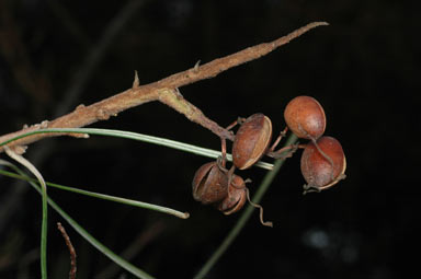 APII jpeg image of Grevillea leucopteris  © contact APII