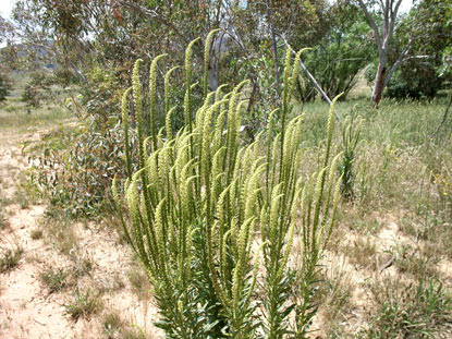 APII jpeg image of Reseda luteola  © contact APII