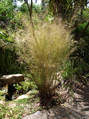 APII jpeg image of Austrostipa ramosissima  © contact APII