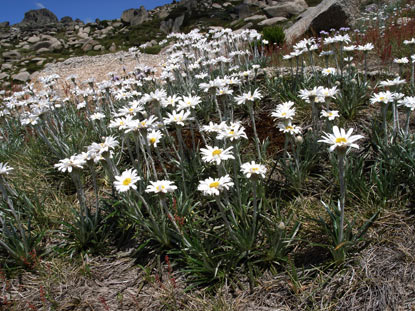 APII jpeg image of Celmisia costiniana  © contact APII