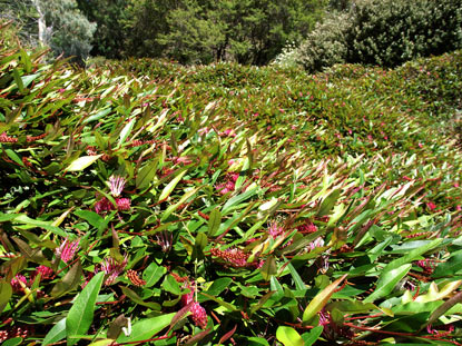 APII jpeg image of Grevillea 'Poorinda Royal Mantle'  © contact APII