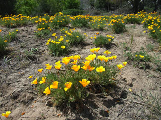 APII jpeg image of Eschscholzia californica  © contact APII