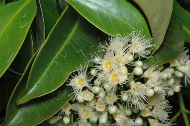 APII jpeg image of Syzygium pseudofastigiatum  © contact APII