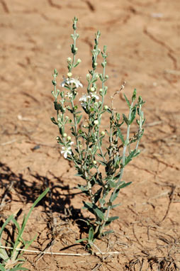 APII jpeg image of Teucrium racemosum  © contact APII