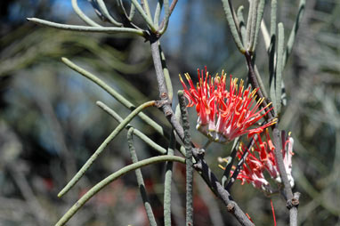 APII jpeg image of Amyema linophylla subsp. orientalis  © contact APII