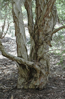 APII jpeg image of Melaleuca styphelioides  © contact APII