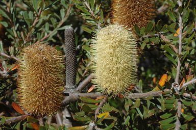 APII jpeg image of Banksia canei  © contact APII