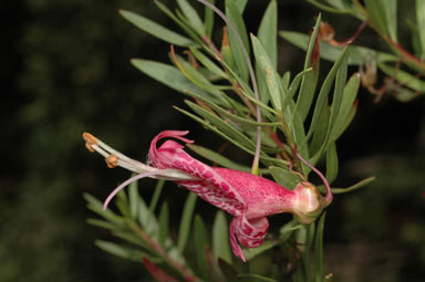 APII jpeg image of Eremophila maculata 'Carmine Star'  © contact APII