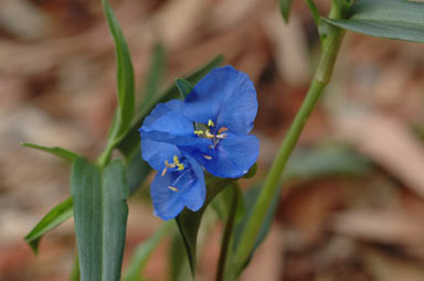 APII jpeg image of Commelina cyanea  © contact APII