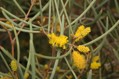 APII jpeg image of Acacia aneura var. aneura  © contact APII