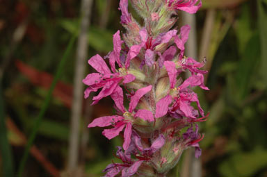 APII jpeg image of Lythrum salicaria  © contact APII