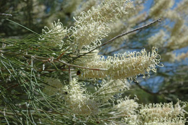 APII jpeg image of Grevillea albiflora  © contact APII