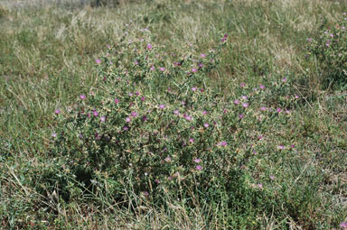 APII jpeg image of Centaurea calcitrapa  © contact APII