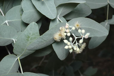 APII jpeg image of Eucalyptus melanophloia  © contact APII