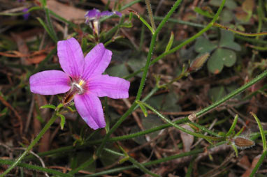 APII jpeg image of Scaevola ramosissima  © contact APII