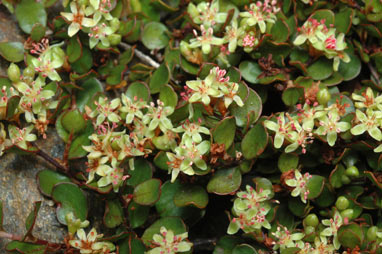 APII jpeg image of Muehlenbeckia axillaris  © contact APII