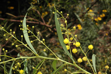 APII jpeg image of Acacia anceps  © contact APII