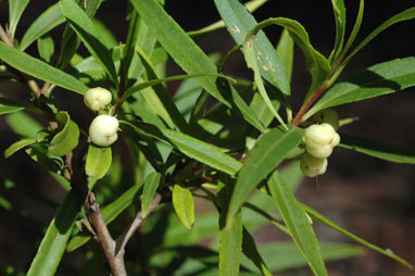 APII jpeg image of Myoporum betcheanum  © contact APII