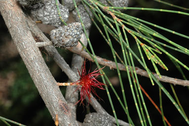 APII jpeg image of Allocasuarina littoralis  © contact APII