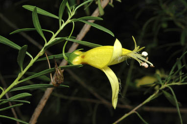 APII jpeg image of Eremophila maculata subsp. maculata  © contact APII