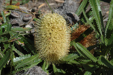 APII jpeg image of Banksia aemula  © contact APII