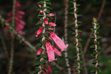 APII jpeg image of Epacris reclinata  © contact APII