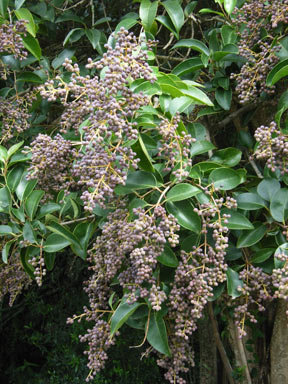 APII jpeg image of Ligustrum lucidum  © contact APII