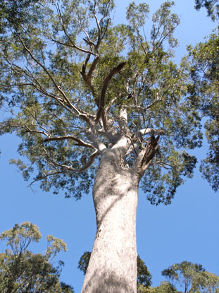 APII jpeg image of Angophora costata  © contact APII