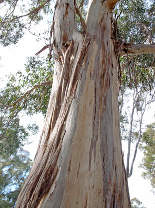 APII jpeg image of Eucalyptus cypellocarpa  © contact APII