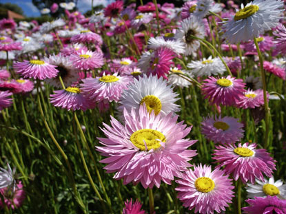 APII jpeg image of Rhodanthe chlorocephala  © contact APII