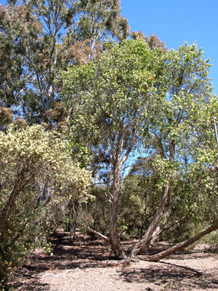 APII jpeg image of Callistemon salignus  © contact APII