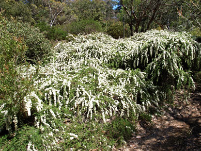 APII jpeg image of Kunzea ambigua  © contact APII