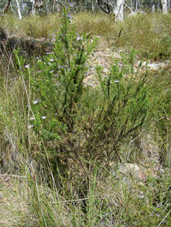 APII jpeg image of Olearia pimeleoides subsp. pimeleoides  © contact APII