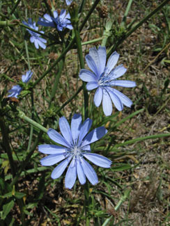 APII jpeg image of Cichorium intybus  © contact APII