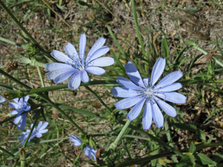 APII jpeg image of Cichorium intybus  © contact APII