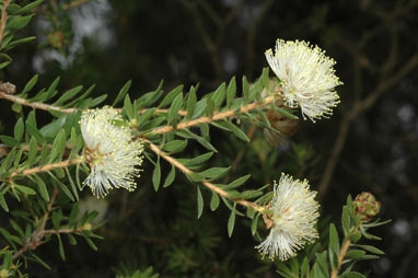 APII jpeg image of Melaleuca depressa  © contact APII