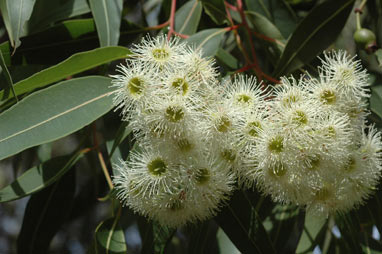 APII jpeg image of Corymbia gummifera  © contact APII