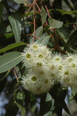 APII jpeg image of Corymbia gummifera  © contact APII