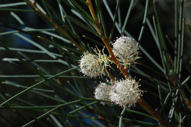 APII jpeg image of Hakea drupacea  © contact APII