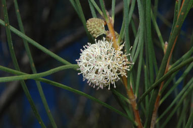 APII jpeg image of Hakea drupacea  © contact APII