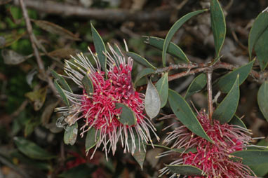 APII jpeg image of Hakea 'Burrendong Beauty'  © contact APII