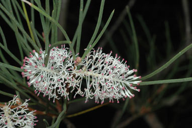 APII jpeg image of Hakea drupacea  © contact APII